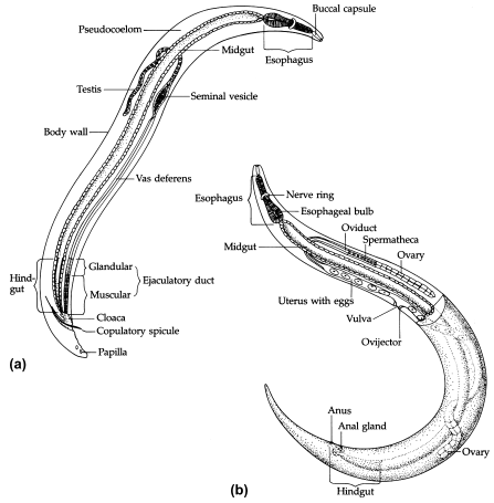 morfologi umum phylum nemathelminthes