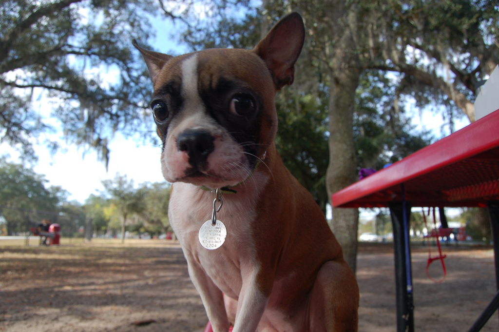 musings of a biologist and dog lover mismark case study boston terrier