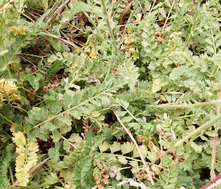 Horkelia rydbergii (Rydberg's horkelia)