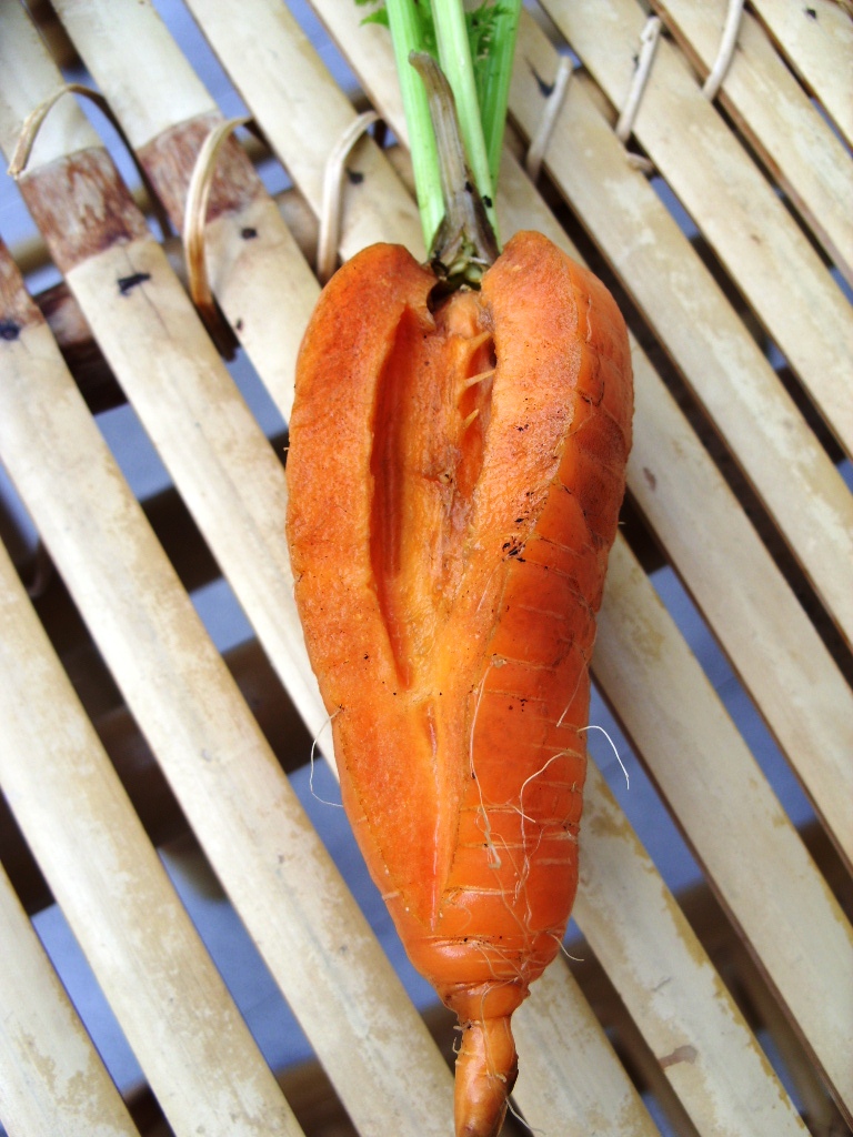 Kelli's Northern Ireland Garden Veg Update (Carrot, Courgette