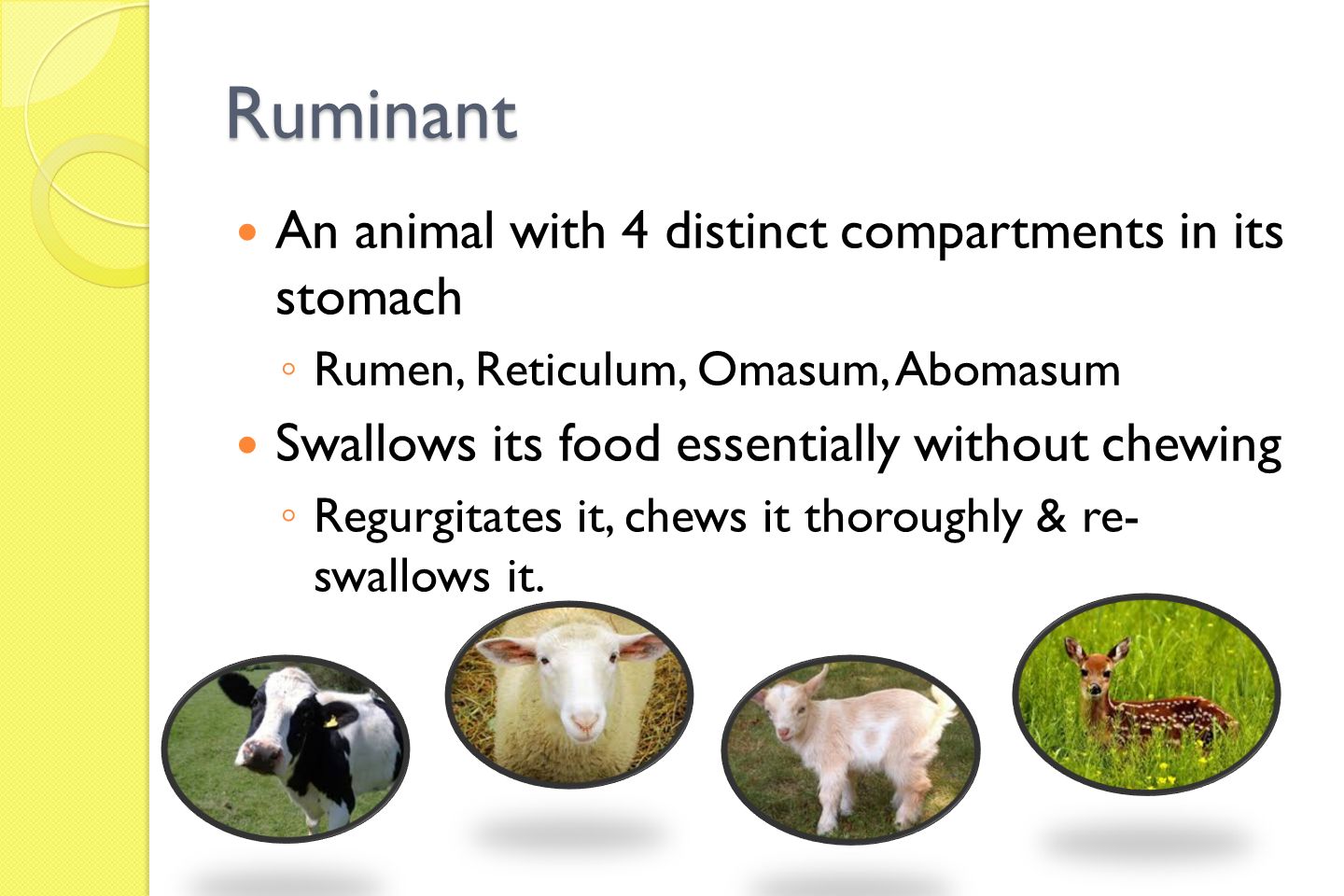 EXAMS AND ME Ruminate and Ruminant