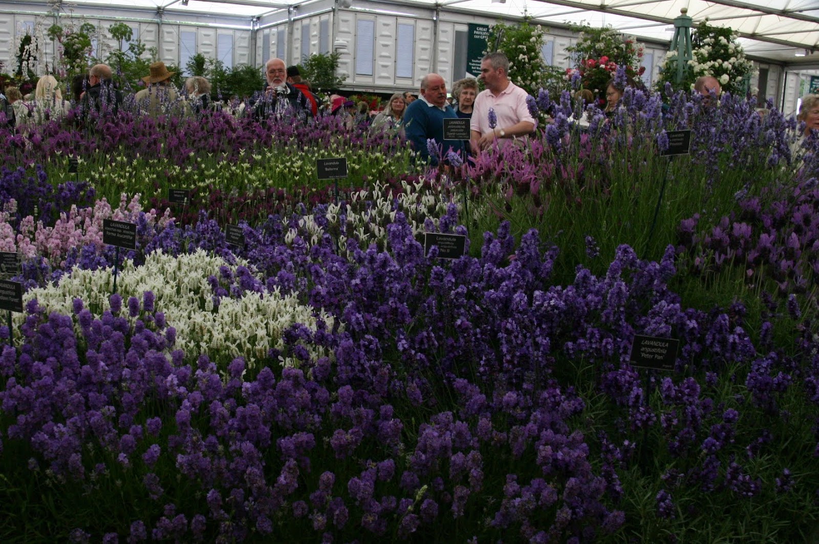 pieni-puutarha-liityimme-royal-horticultural-societyyn