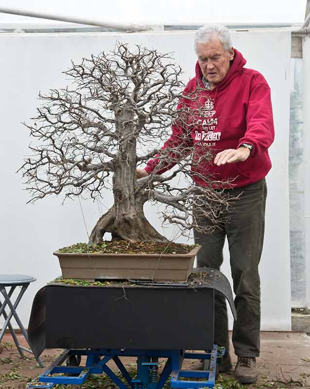 Walter Pall Bonsai Adventures Master Class Croatia 2018 18
