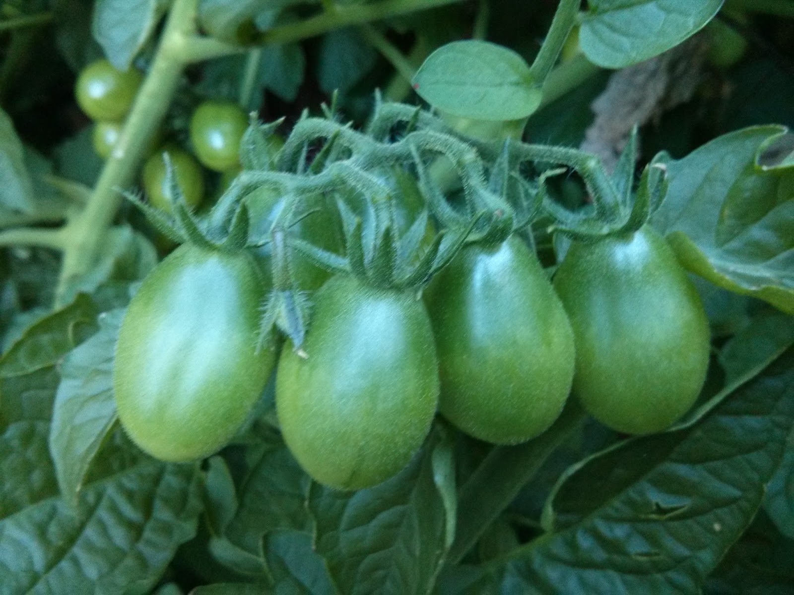 Grape Tomatoes 2013