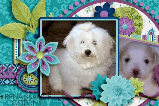 Renaissance Coton Puppy