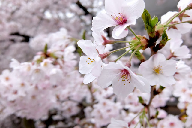 梅と桜を見分ける一番簡単な方法 桜はさくらんぼ型