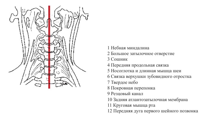 Слои грудной клетки на сагиттальном распиле схема