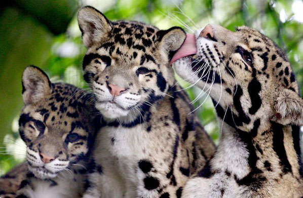 Clouded Leopard | Animal Wildlife