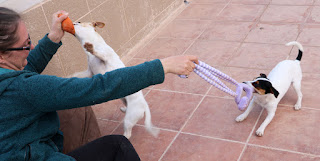 A having to juggle two toys for two puppies A having to juggle two toys for two puppies