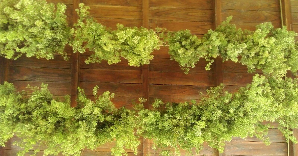 The Magical Greek Herbs VintageNatureGreece