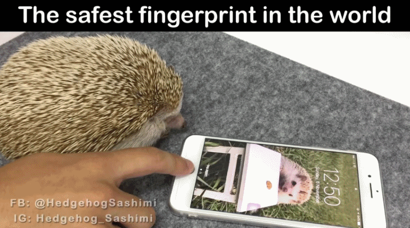 anigif.gif