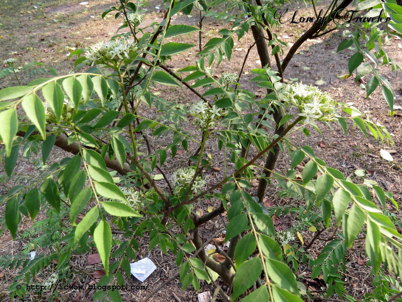 Curry leaf plant Murraya koenigii