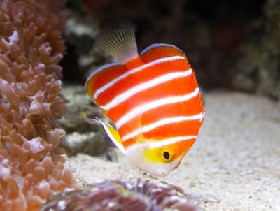 Ikan hias Peppermint Angelfish Ikan hias Peppermint Angelfish