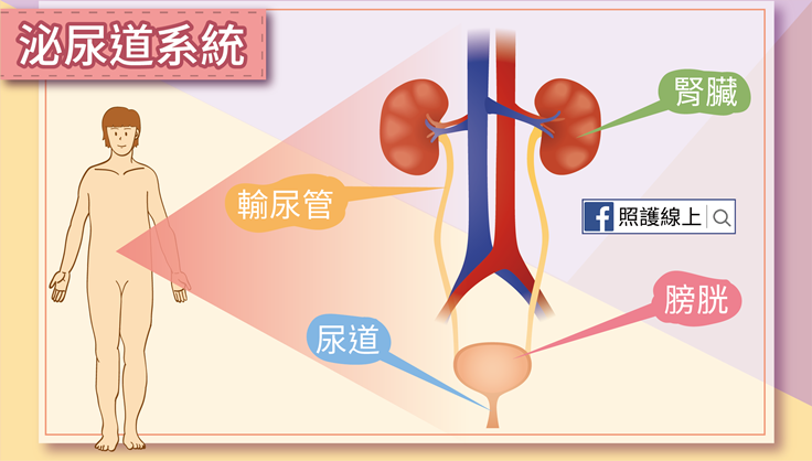 原因 膀胱 炎