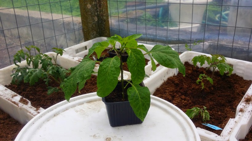 Cayenne Long Slim Cayenne Long Slim