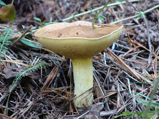 Suillus bovinus DSC68339