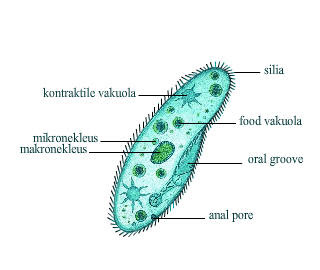 helmintojás és protozoa a székletben)