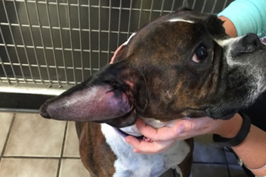 Top Veterinary Articles Of The Week Ear Hematomas Hot Spots And More