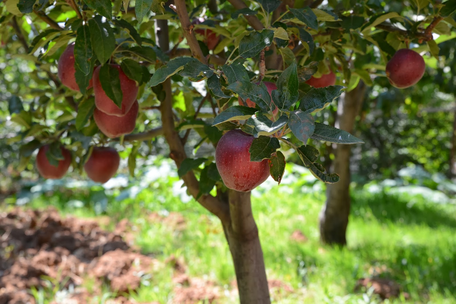 essay on if i were an apple tree