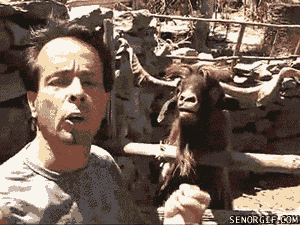 funny-gifs-goat-argument.gif