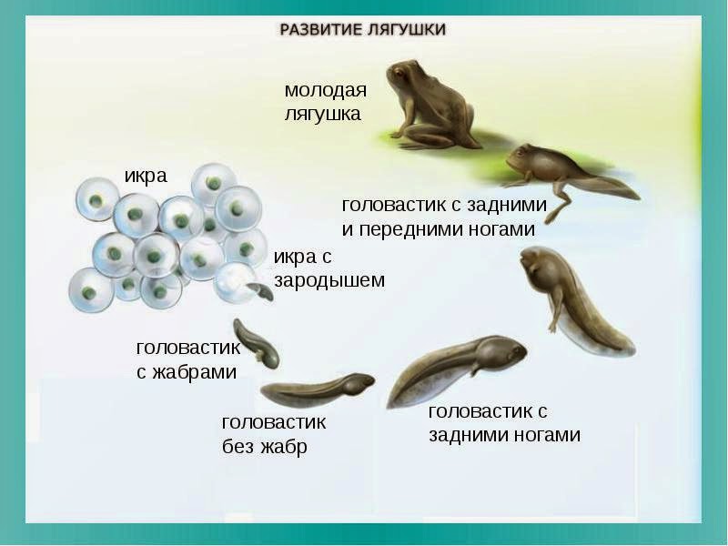 Доклад по биологии 7 класс плоские черви скачать с фотографиями Доклад по биологии 7 класс плоские черви скачать с фотографиями