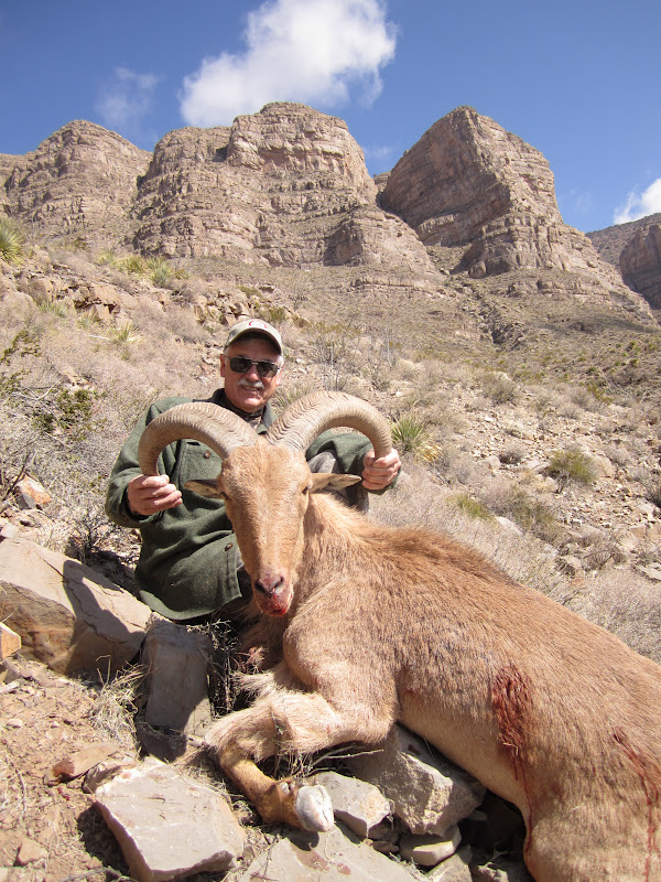 A3 Trophy Hunts LLC Poor man's sheep hunt... NM Barbary Sheep