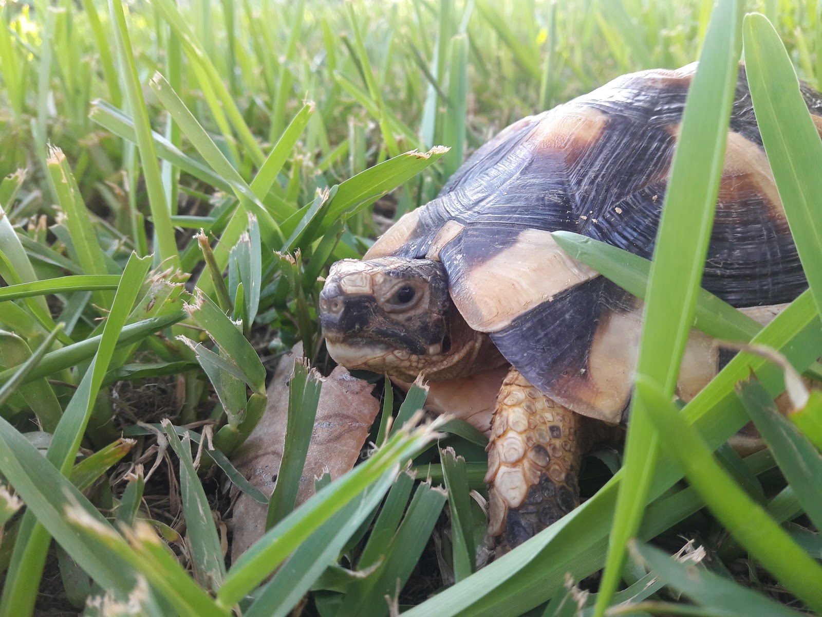 My Turtles and Tortoises in the Winter