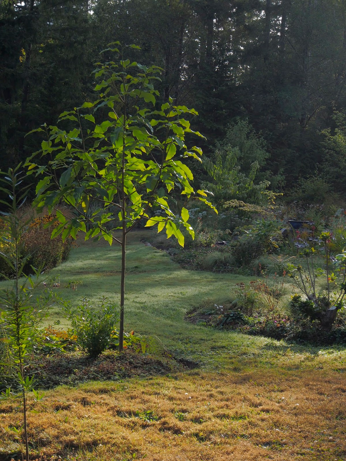 Verticillium Wilt Hits The Rainy Day Garden
