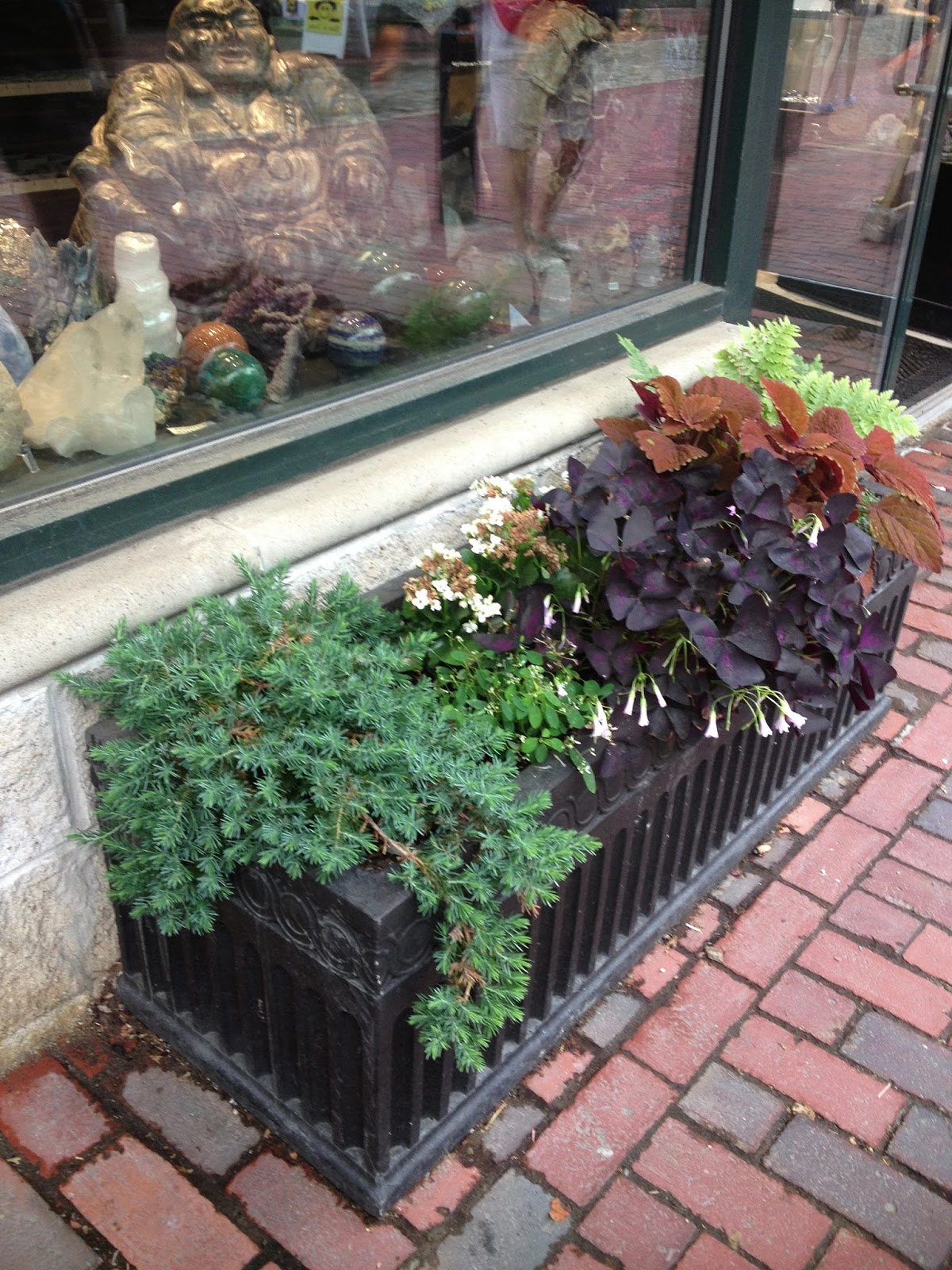 Sprouts Summer Flowers in Salem, Massachusetts 2017