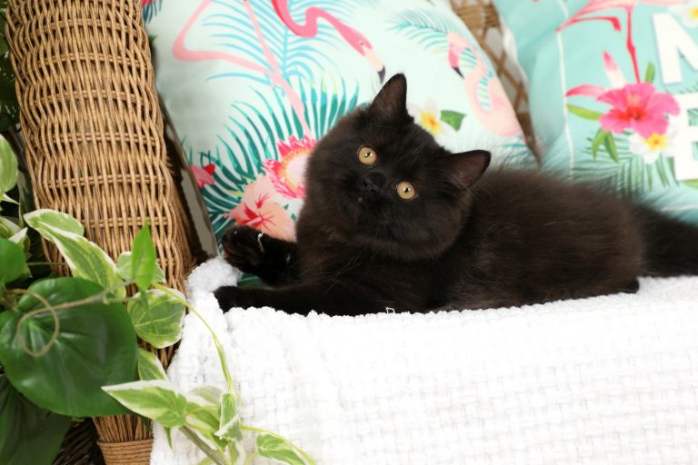 Black Doll Face Persian Kitten for sale