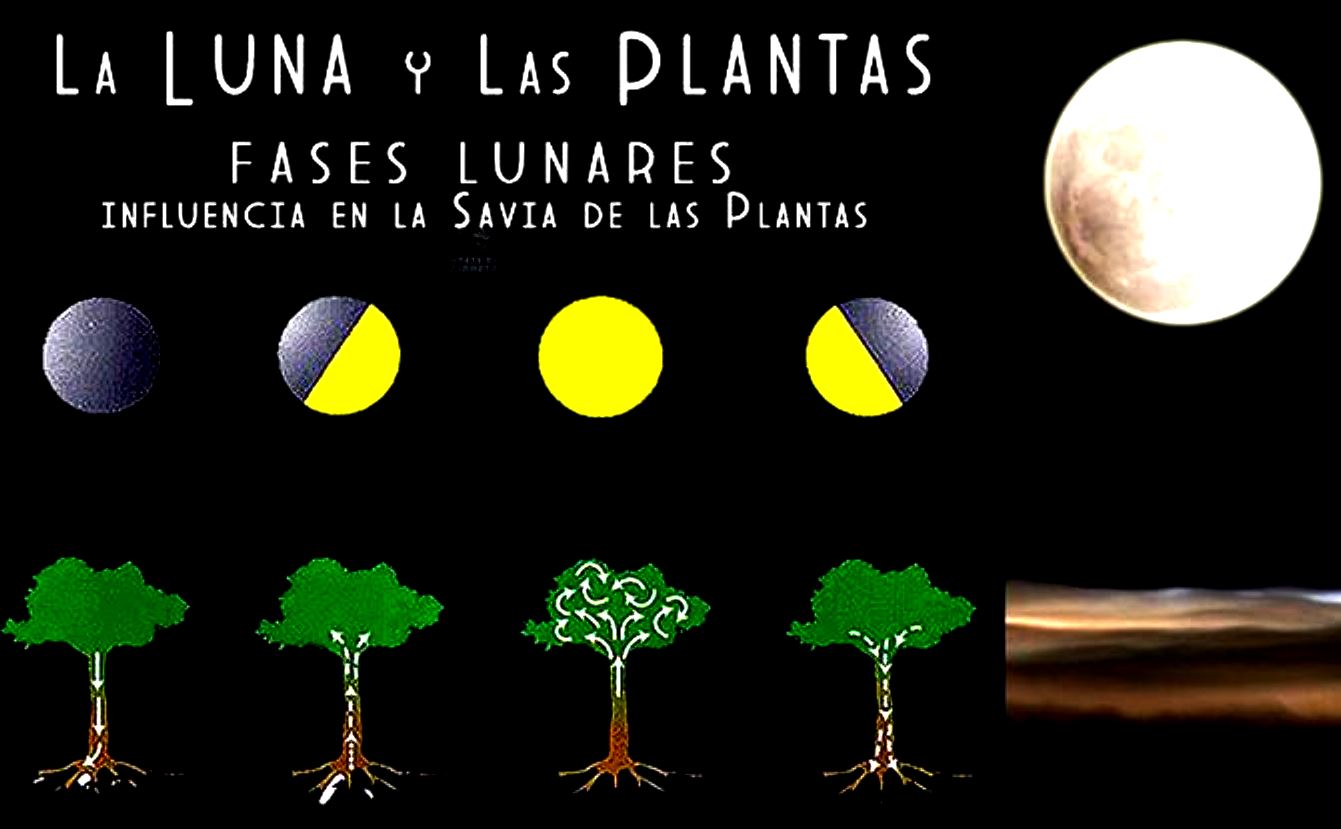 ¿Influye la Luna en las plantas?
