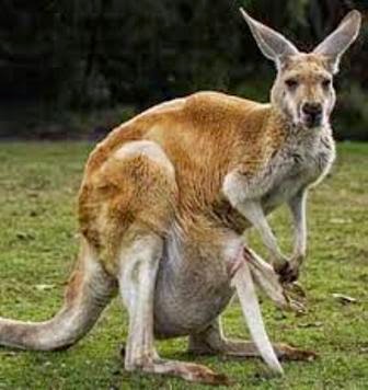 Hewan Kanguru yang Unik | Ragam Dunia Hewan