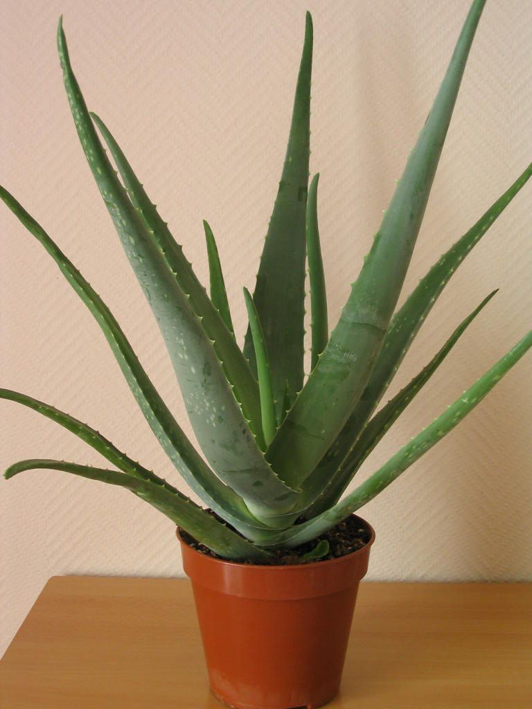 Aloe vera nasıl kullanılır Aloe vera nasıl kullanılır