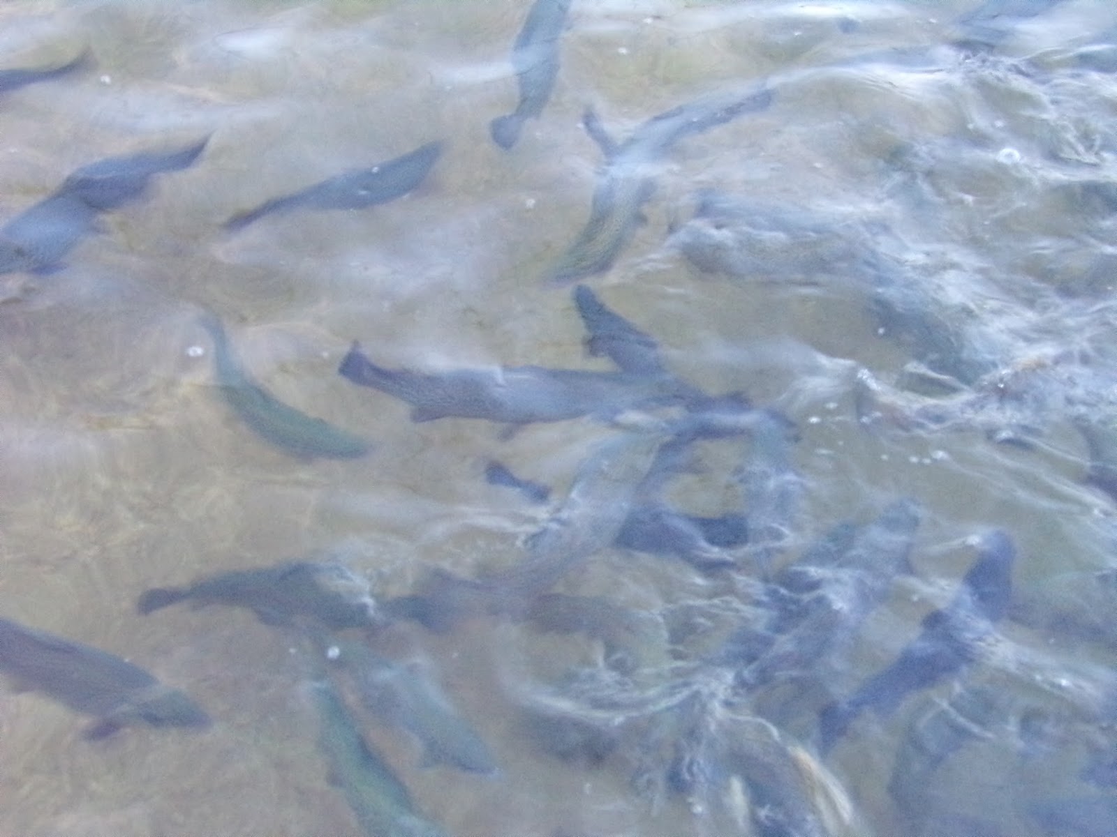 Allentown Lil' LeHi Trout Hatchery Interesting Pennsylvania and Beyond