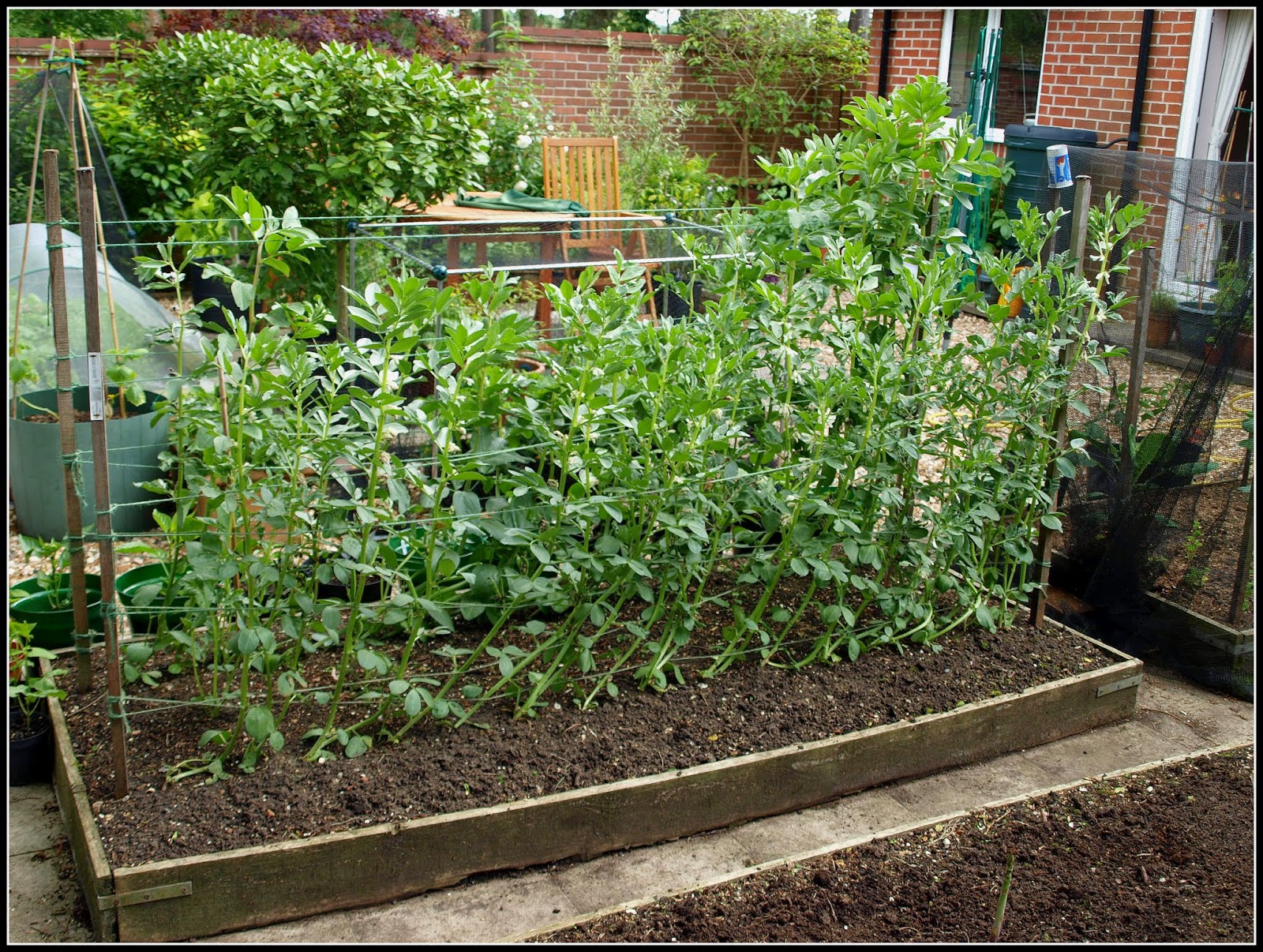 Mark's Veg Plot Broad Bean "Stereo"