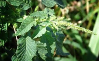 TANAMAN OBAT DISEKITAR KITA KHASIAT LUAR BIASA SEBAGAI SOLUSI KESEHATAN TANAMAN OBAT DISEKITAR KITA KHASIAT LUAR BIASA SEBAGAI SOLUSI KESEHATAN