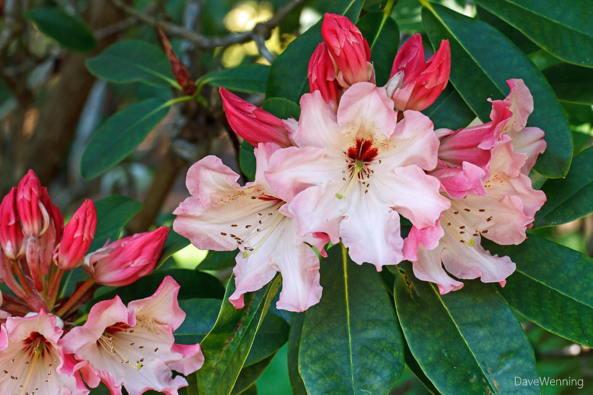 Rhododendron 'Lem's Cameo'