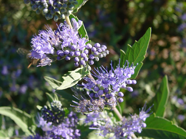 Rotary Botanical Gardens Hort Blog Consider Caryopteris