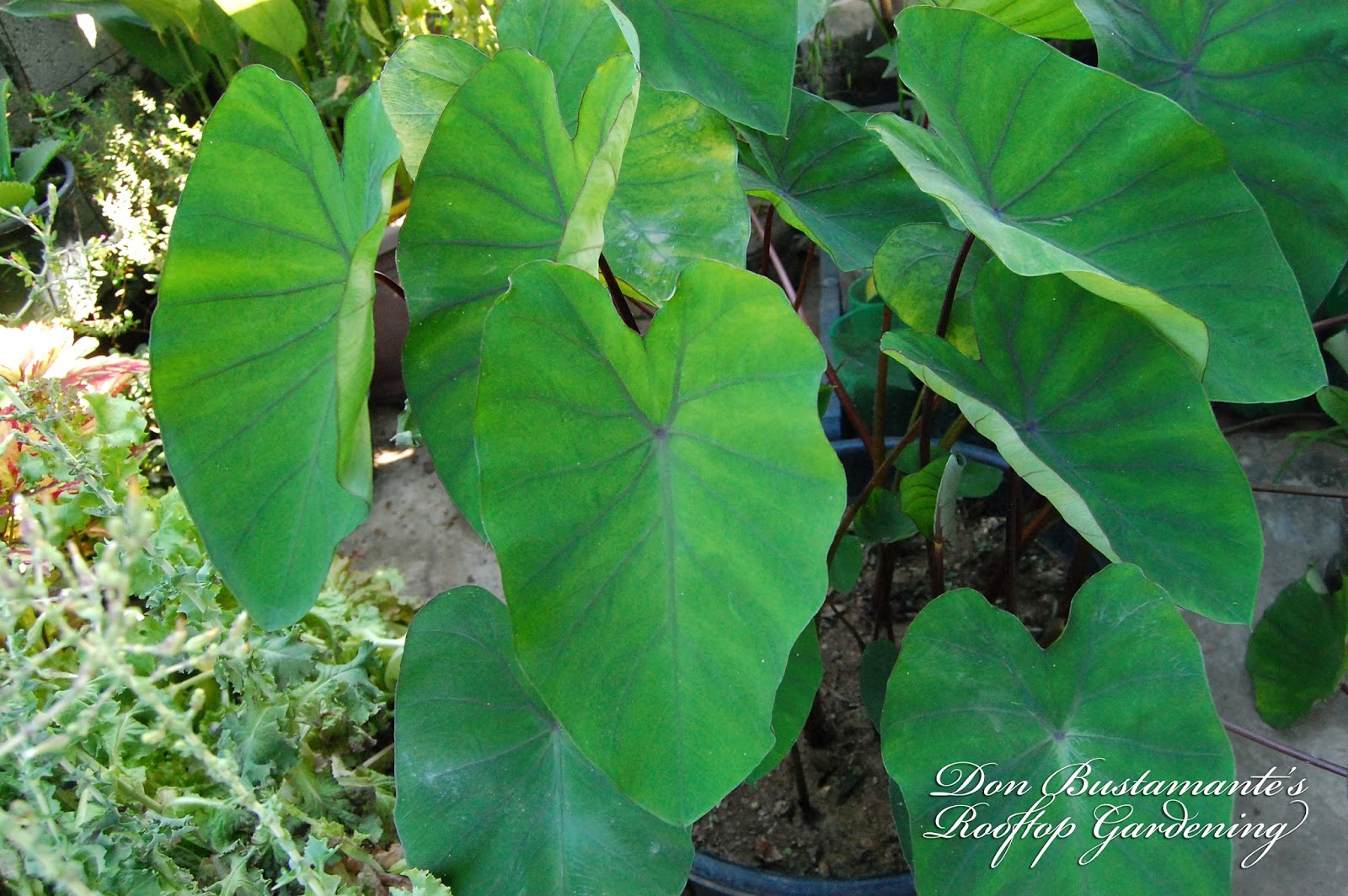 Don Bustamante's Rooftop Garden Native Gabi