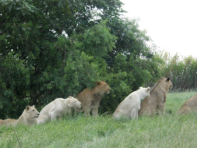 Dorosłe lwy w Lion Parku