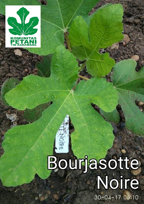 jual bibit tin karawang kebun tin karawang bourjasotte jual bibit tin karawang kebun tin karawang bourjasotte