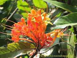 Ashoka Tree (Saraca asoca) Flower