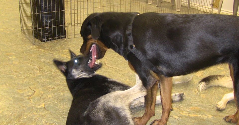 How To Get Dog Licensed As Therapy Dog How To Get Dog Licensed As Therapy Dog