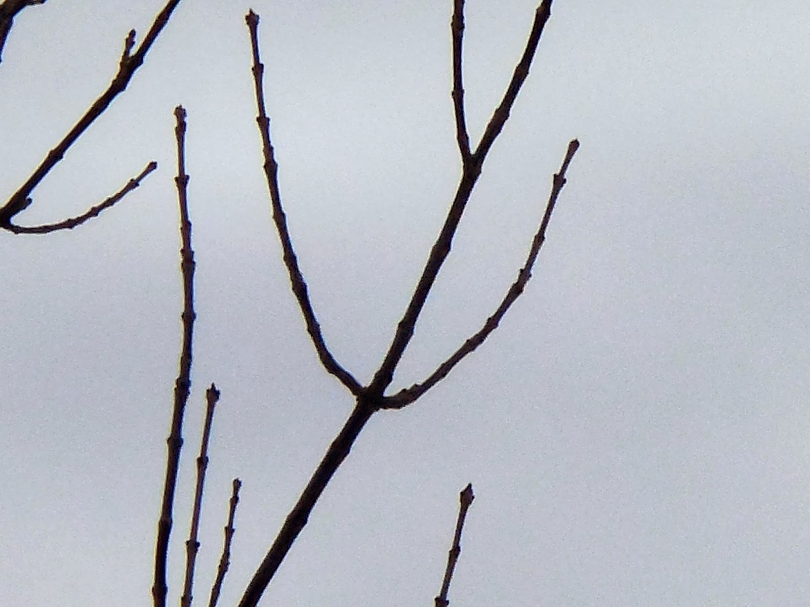 Art's Bayfield Almanac IDENTIFYING ASH TREES IN WINTER