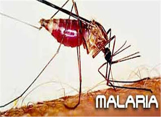 मलेरिया की दवा, मलेरिया के प्रकार, मलेरिया ट्रीटमेंट, मलेरिया के घरेलू उपचार, मलेरिया की आयुर्वेदिक दवा, मलेरिया की दवा की खेती, मलेरिया का आयुर्वेदिक उपचार, मलेरिया से बचाव, मलेरिया में क्या खाये