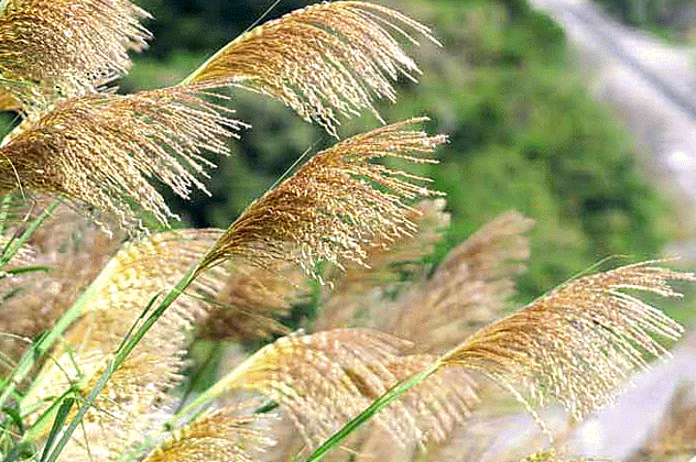 Pampas grass blowing in the wind