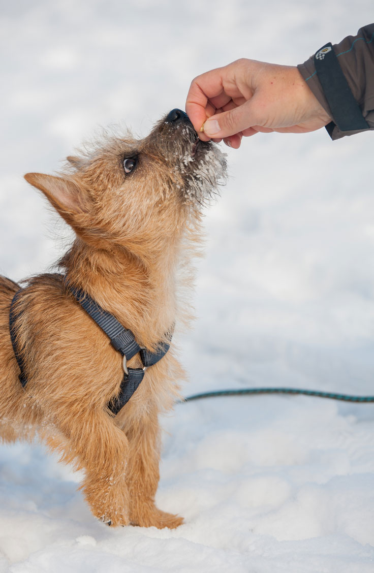 What Reward Will Affect A Dogs Training What Reward Will Affect A Dogs Training