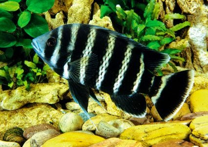 Resultado de imagen para butiicoferi