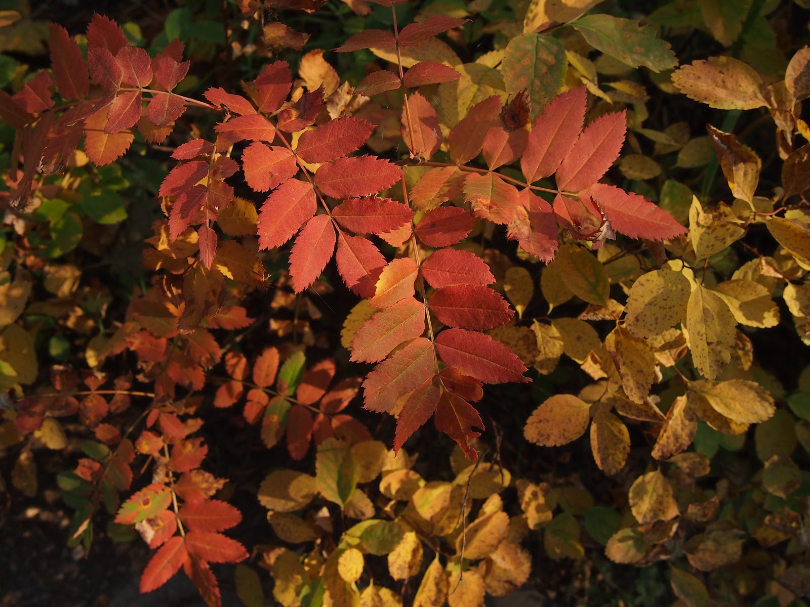 Nature (essay) pdf picture