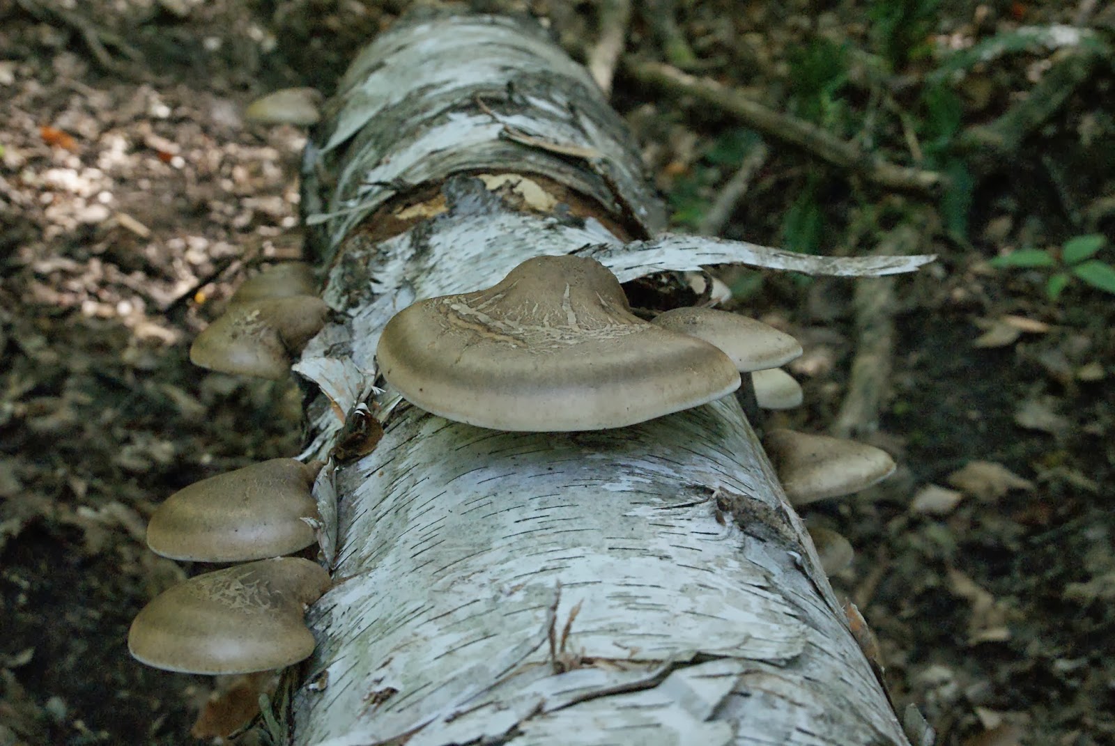 Чага лечение онкологии. Чага. Пиптопорус дубовый. Пиптопорус дубовый фото. Чаговый гриб на дереве.